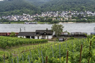 Upper Middle Rhine Valley, railway line on the right bank of the Rhine, goods train line, up to 400