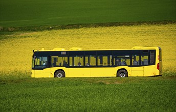 Country road at a blooming rape field, local bus, landscape near Mülheim an der Ruhr, Germany,