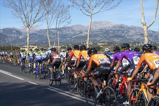 Cycling race on the Ma-3440, near Inca, Majorca, Balearic Islands, Spain, Europe