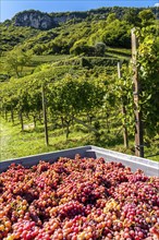 Wine-growing, in the Adige Valley, near the village of Tramin on the Wine Road, South Tyrol,