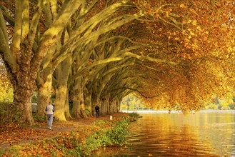 Platanen Allee, lakeside path on Lake Baldeney, near Haus Scheppen, in Essen, autumn, North