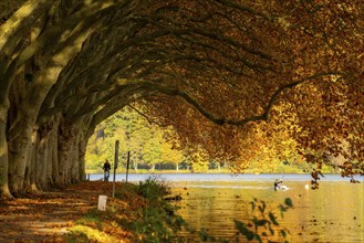 Platanen Allee, lakeside path on Lake Baldeney, near Haus Scheppen, in Essen, autumn, North