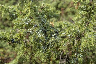 Common juniper (Juniperus communis), Netherlands