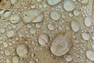 Close-up of a brown leaf with water droplets scattered on the surface, autumn, New Hampshire, New