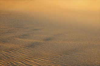 Sand dunes under a golden sunset showing fine undulating textures, Matruh, Great Sand Sea, Libyan