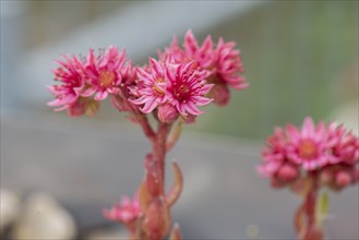 Flower of the common houseleek (Sempervivum tectorum), Bavaria, Germany, Europe