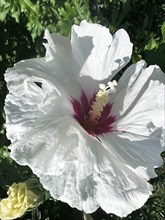 Hibiscus, Garden mallow, Althaea officinalis, Shrub mallow, rose of sharon (Hibiscus syriacus)