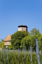 Hohenbeilstein Castle, hilltop castle, vineyards, Beilstein, Heilbronn district, Baden-Württemberg,