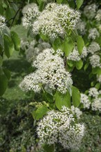 Giant dogwood flowers, Bavaria, Germany, Europe