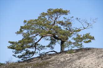 Pine (Pinus sylvestris) growing on a sandy dry grassland on a dune, UNESCO Biosphere Reserve