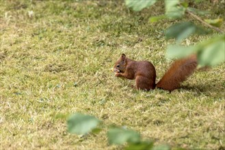 Eurasian squirrel (Sciurus vulgaris) eating a hazelnut, hazel (Corylus avellana), in a meadow under