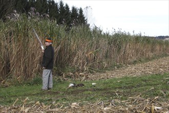 Hunter on tall Chinese reed (Miscanthus gigantheus) also known as elephant grass, on the occasion