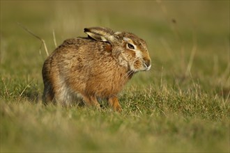 European brown hare (Lepus europaeus) adult animal stretching in grassland, Suffolk, England,