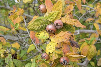 Common medlar (Mespilus germanica), branch with fruit, Moselle, Rhineland-Palatinate, Germany,