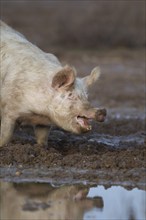 Domestic pig (Sus scrofa domesticus) adult farm animal standing in a muddy field, England, United