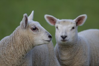 Domestic sheep (Ovis aries) juvenile lamb farm animal looking at another lamb, England, United