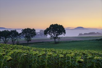 Morning fog over the Werra valley, from the Schlierbachsattel, Oberdünzenbach near Eschwege,