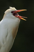 Cattle egret (Bubulcus ibis), portrait, Camargue, France, Europe