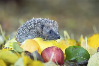 European hedgehog (Erinaceus europaeus) adult animal walking over fallen apples in a garden in the