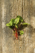 Top view of fresh radish or sorrel sprouts on wooden background