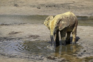 African forest elephant (Loxodonta cyclotis) in the Dzanga Bai forest clearing, Dzanga-Ndoki