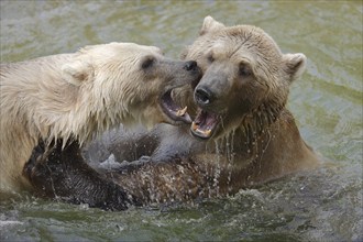 European brown bears (Ursus arctos arctos) playing in the water, captive, Germany, Europe