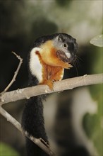 Prevost's squirrel or Prevost's squirrel (Callosciurus prevostii), captive, occurring in Southeast