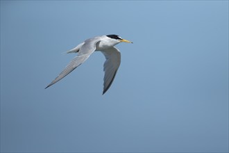 Little tern (Sternula albifrons) adult bird in flight against a blue sky, Suffolk, England, United