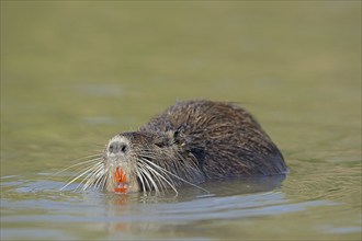 Nutria (Myocastor coypus) swimming in the water, neozoa, Camargue, France, Europe