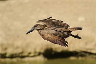 Hamerkop (Scopus umbretta) flying, captive, distribution Africa