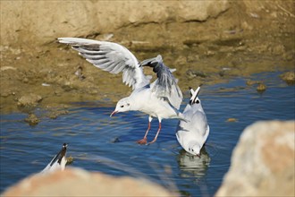 Black-headed gull (Chroicocephalus ridibundus) landing in the water, Camargue, France, Europe