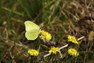 Lemon butterfly on coltsfoot, March, Germany, Europe