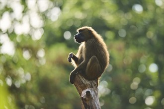 Guinea baboon (Papio papio) sitting on a tree, Bavaria, Germany Europe