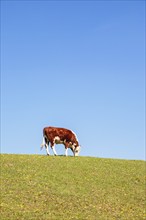 Grazing calf in a meadow against a blue sky on a sunny summer day