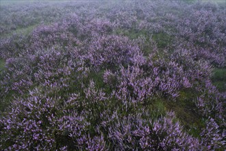 Broom common heather (Calluna vulgaris) in bloom, Lüneburg Heath, Lower Saxony, Germany, Europe