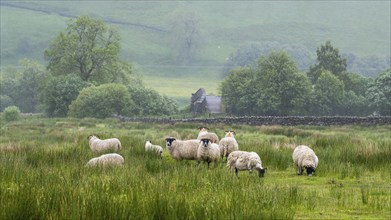 Sheeps and Farms over North Pennines, Cumbria, Durham, Northumberland, North Yorkshire, England,