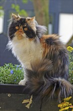 Persian cat, long-haired cat