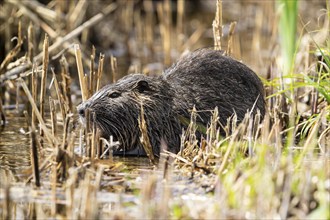 Nutria (Myocastor coypus), beaver rat, foraging in reeds, wildlife, Germany, Europe