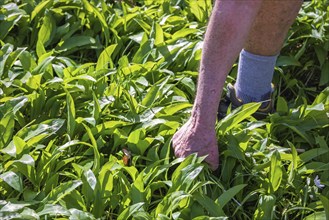 Man picking wild garlic (Allium ursinum) leaves in spring