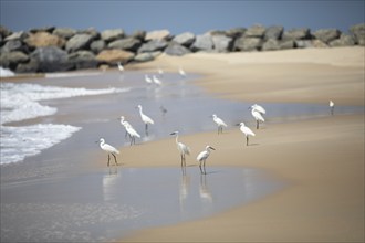 Great egret (Ardea alba, syn.: Casmerodius albus, Egretta alba) at Marari Beach or Strand,