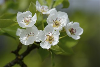 Close-up of pear tree blossoms in spring, Upper palatinate, Bavaria, Germany, Europe