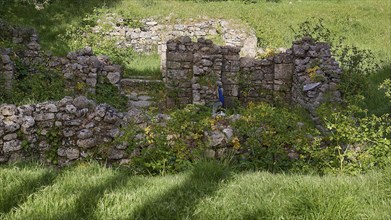 Ruins of Byzantine churches, stone ruins overgrown with plants in a green environment, peacock