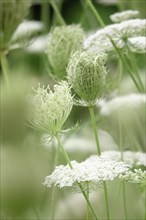 Wild carrot, summer, Germany, Europe