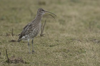 Eurasian curlew (Numenius arquata) adult bird calling on grassland, England, United Kingdom, Europe