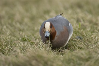 Eurasian wigeon duck (Mareca penelope) adult male bird feeding on grassland, England, United