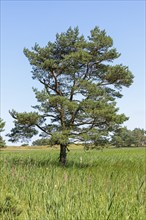 Pine, reed grass, circular hiking trail, Darßer Ort, Born a. Darß, Mecklenburg-Vorpommern, Germany,