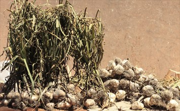 Garlic at the historic market in Catania, Sicily, Italy, Europe