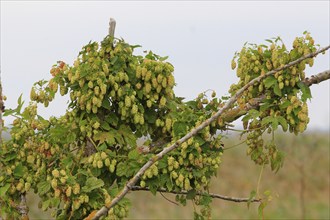 Hops, Mecklenburg-Western Pomerania, Germany, Europe