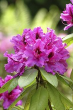 Rhododendron flowers (Rhododendron Homer), red flowers, in a garden, Wilnsdorf, North