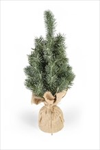 Small fake decorative Christmas tree in jute bag on white background